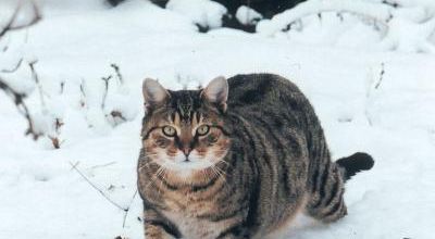 Conseils pour prendre soin de nos animaux en hiver