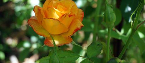 Un jour, une rose : mon amie la rose