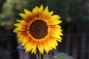 SEED OF LOVE 2016