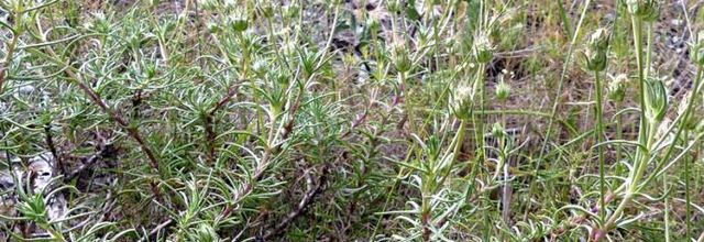 Plantago sempervirens  -  plantain toujours vert