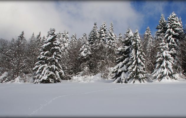 Tout au bout, la forêt