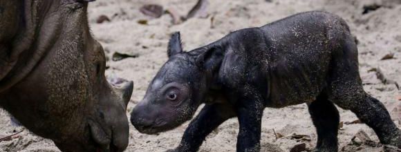 Un rhinocéros de Sumatra vient de naître