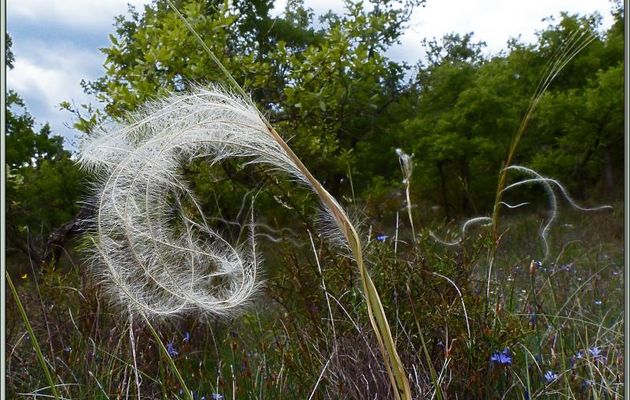 Randonnée au Congost de Mont-Rebei : Stipe plumeuse ou cheveux d'ange ou plumet (Stipa eriocaulis ou pennata) - Catalogne - Espagne