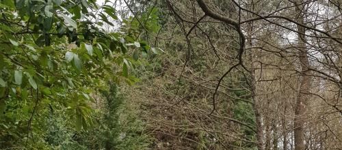 1er bain de forêt du mois de mars 2023 - Loperhet Grand-champ Morbihan Bretagne (fin)