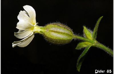 Compagnon Blanc (2) - Silene latifolia