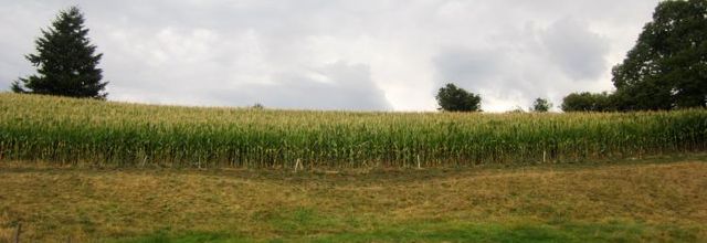 Nuzières dans le Beaujolais..