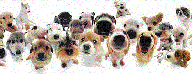 Vous avez brodé une de mes grilles : toutou à lunettes 