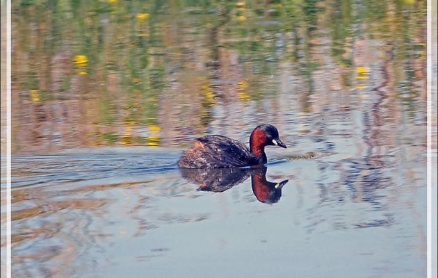 Grèbe castagneux, Little grebe (Tachybaptus ruficollis) - La Couarde-sur-Mer - Île de Ré - 17