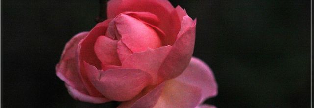  Rose de décembre dans la lumière du soir...