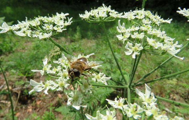 une abeille ou  ?  