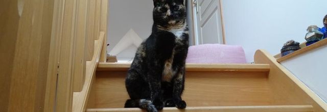 Dimanche c'est chat et même plus