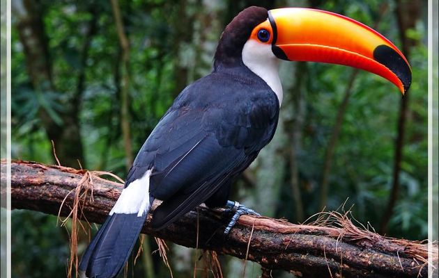 Toucan toco, Toco toucan, Tucanuçu (Ramphastos toco) - Parque das Aves - Foz do Iguaçu - Brésil