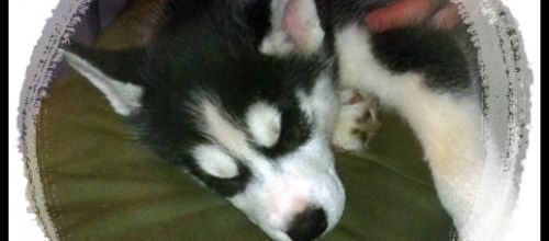 Les p'tits loups font la marmotte (5 mars 2018)