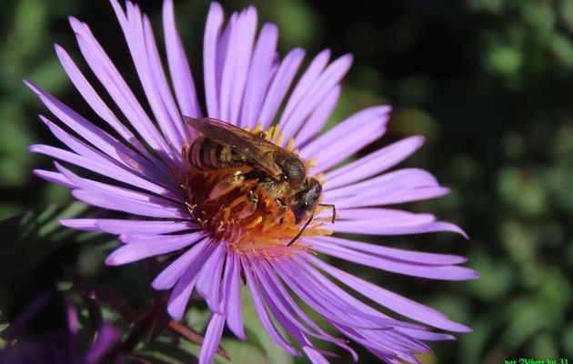 une abeille sur mes asters