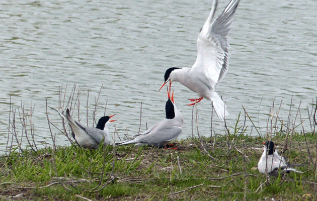 Prise de becs entre Sternes pierregarin - La Couarde-sur-Mer - Île de Ré - 17