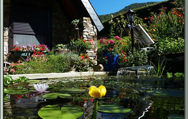 Mon bassin à poissons aujourd'hui avec ses nénuphars rose pâle et jaune, appelé aussi Aillout d'eau ou Plateau (Nuphar lutea) - Milhas - 31