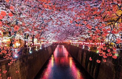 EB - La saison des cerisiers en fleurs a commencé au Japon...