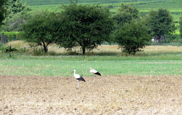 cigognes en Alsace