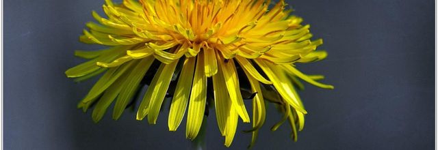 Pissenlit (8) - Taraxacum