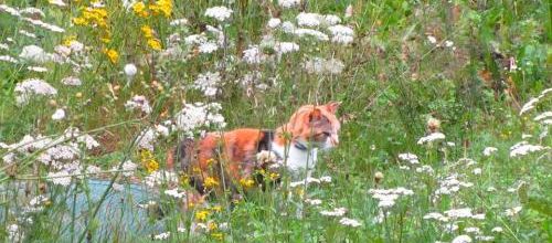 A ma chatte de Louis DUPLAIN (poète ouvrier horloger comtois) 