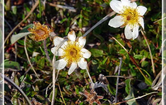 Dryade à feuilles entières, Mountain avens, Malikkaat (Dryas integrifolia) - Craig Harbour - Ellesmere Island - Nunavut - Canada