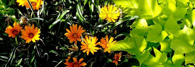 Metz / Ses jardins éphémères...