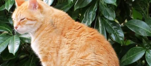 Dimanche c'est chat mais pas que ...