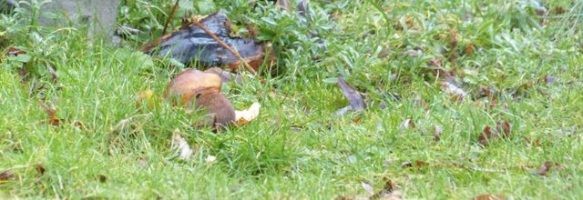 La poire, le campagnol et le chat
