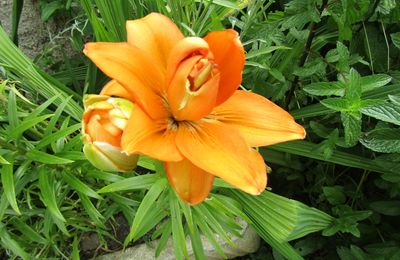 VOYAGE AU JARDIN 