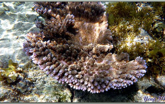 Corail acropore digité à lumière magenta - Anse Forbans - Mahé - Seychelles