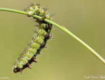Chenille du Petit paon de nuit (Saturnia pavonia)