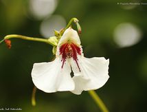 Impatiens tinctoria