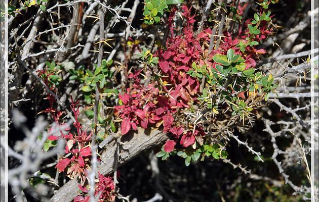 Rouille du calafate, Balai de sorcière (Aecidium magellanicum) - Lac Acigami - Lapataia - Terre de Feu - Argentine