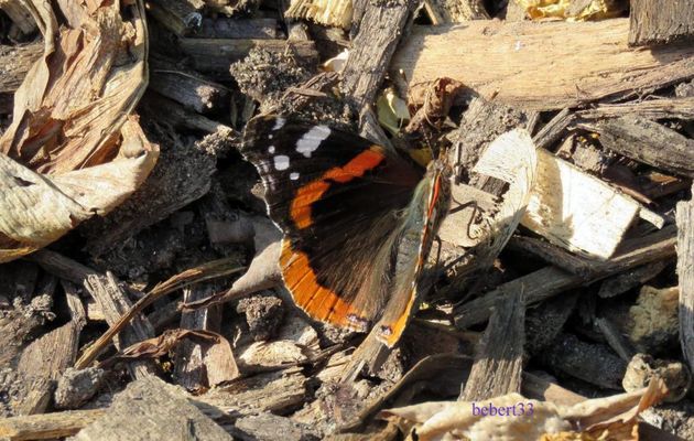 un papillon cet été