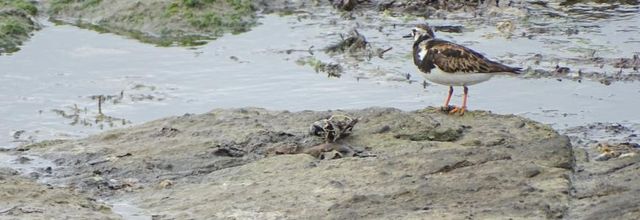 Oiseaux du littoral en septembre 