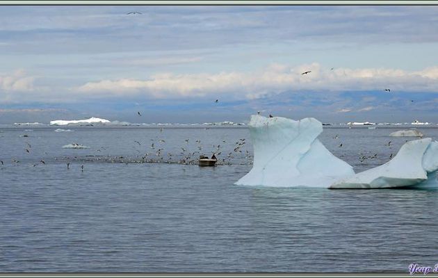 Du navire, on profite du spectacle offert par ce pêcheur entouré de nuées d'oiseaux - Ilulissat - Baie de Disko - Groenland