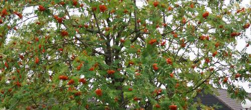 Sorbus aucuparia