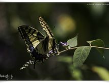 Machaon ou Grand porte-queue (Papilio machaon) - Papilionidae