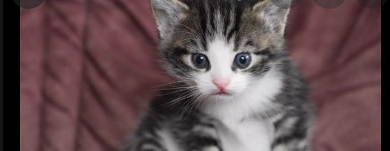 Bon mardi avec ce mignon chaton