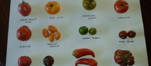 Festival de tomates en cette fin d'été