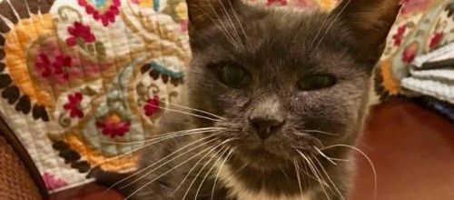 Une minette de 23 ans abandonnée retrouve un foyer