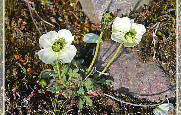 Pavot arctique forme blanche, White arctic poppy (Papaver radicatum) - Craig Harbour - Ellesmere Island - Nunavut - Canada