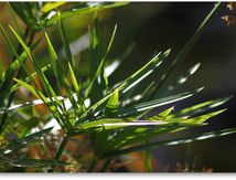 Flore des bassins (papyrus et roseau massette)...
