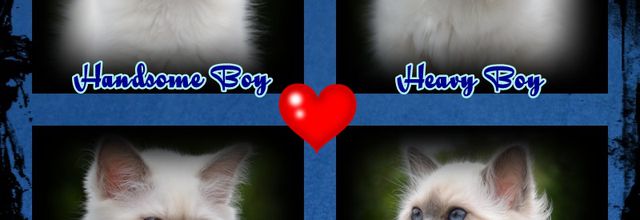 Chat pousse !