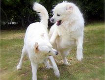Danse canine