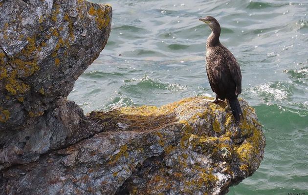 des oiseaux en bord de mer 