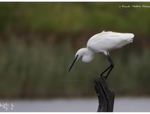 Aigrette garzette - Egretta garzetta - Little Egret