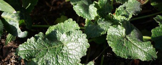C'est quoi donc ? Lunaria