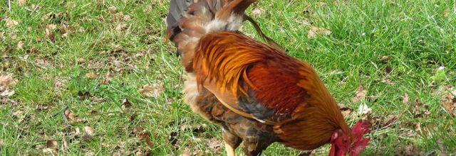 un beau coq ... !