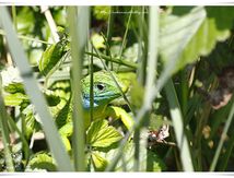 Lézard vert mâle (Lacerta bilineata, anciennement Lacerta viridis)